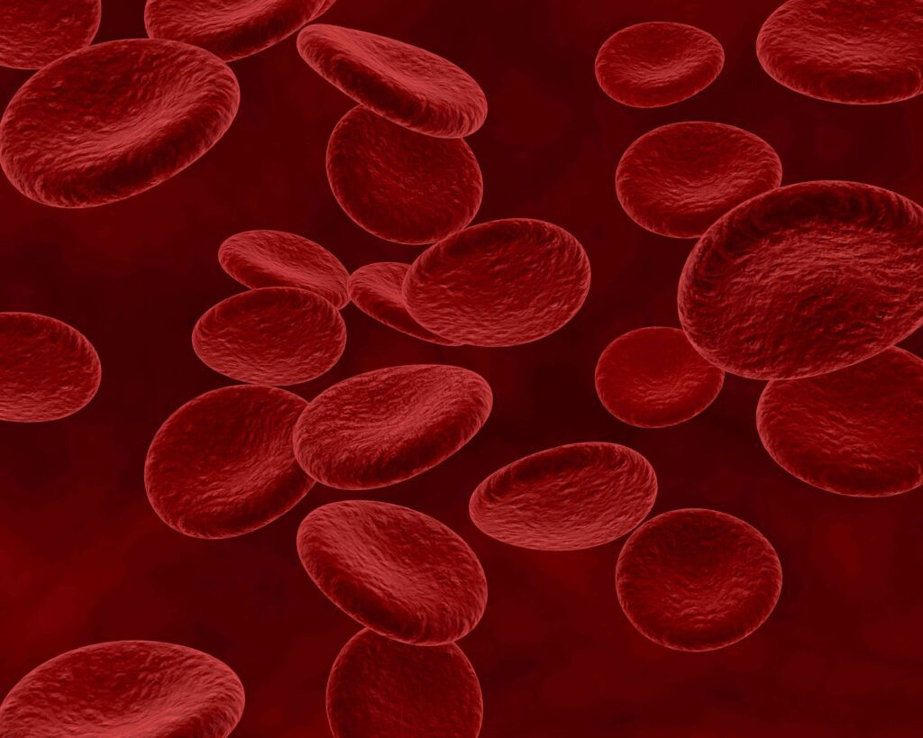 torrente sanguineo, globulos rojos. Importancia del magnesio en el sistema cardiovascular