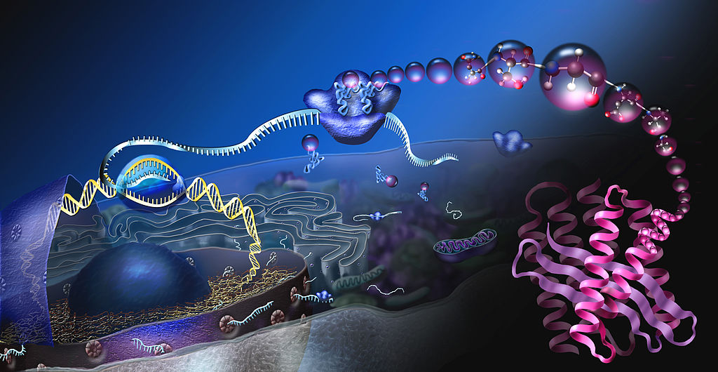 representacion de sintesis de proteinas: importancia del magnesio