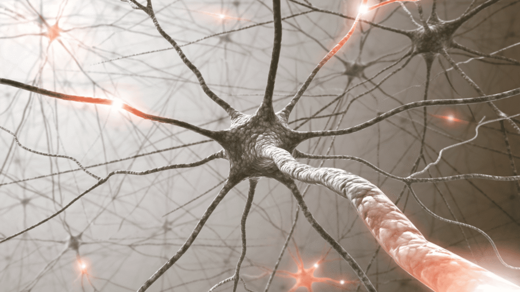 función del treonato de magnesio en el cerebro
